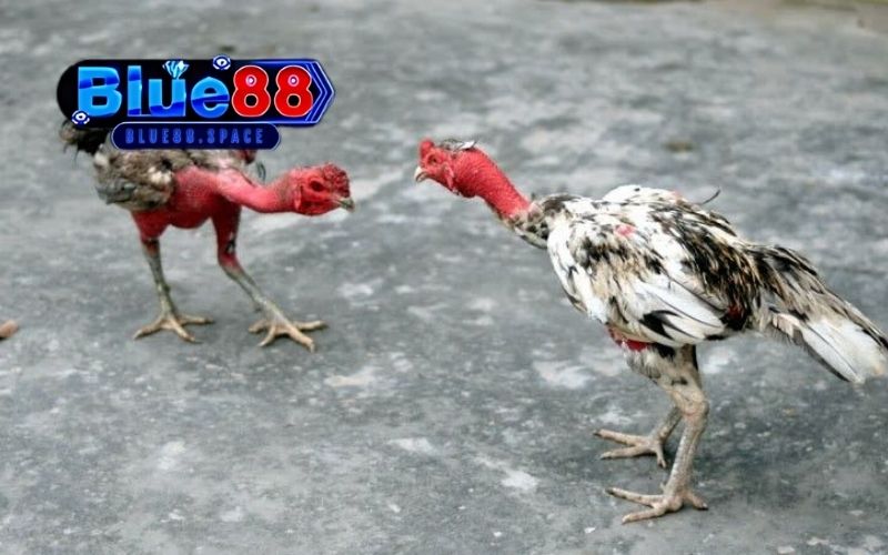 Trực tiếp đá gà 67: Nền tảng xem đấu gà hàng đầu châu Á 4 trực tiếp đá gà 67