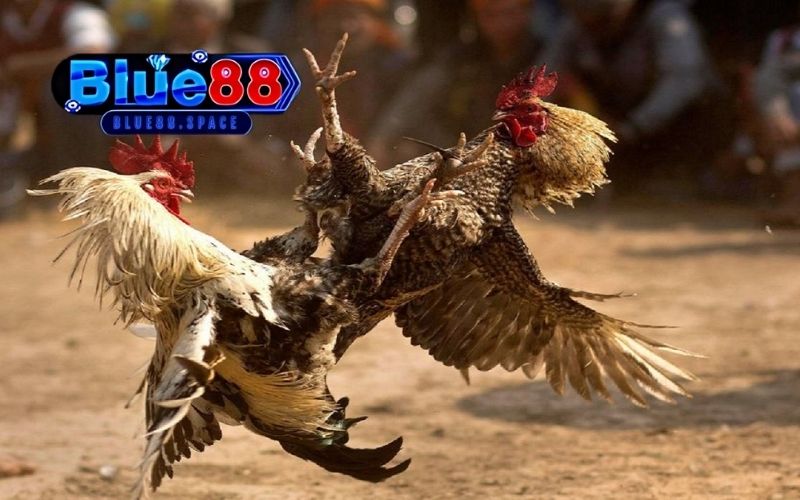Trực tiếp đá gà 67: Nền tảng xem đấu gà hàng đầu châu Á 3 trực tiếp đá gà 67
