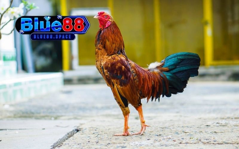 Trực tiếp đá gà 67: Nền tảng xem đấu gà hàng đầu châu Á 2 trực tiếp đá gà 67